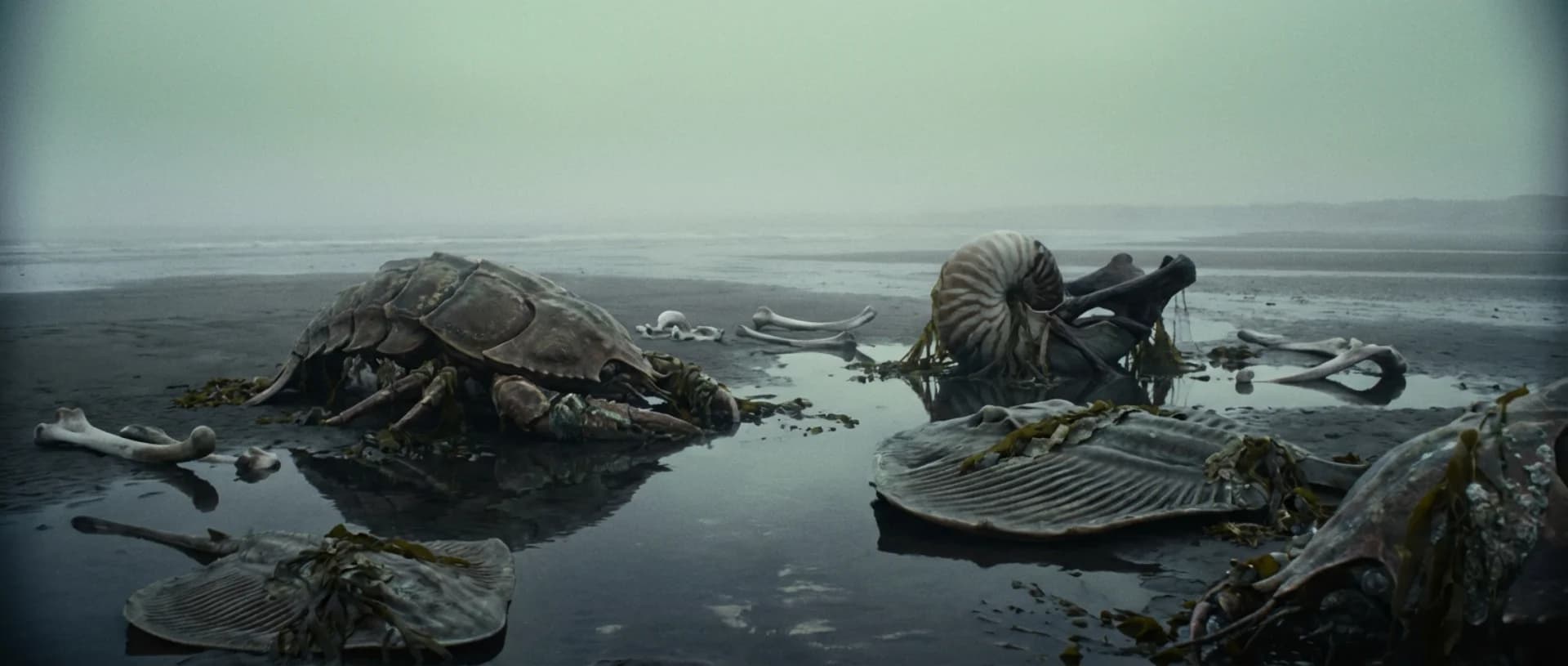 A haunted shoreline at low tide where biomechanical alien wrecks rest in wet sand, fog hanging over still tide pools.